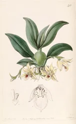 Promenaea rollissonii (als syn. Maxillaria rollissonii)